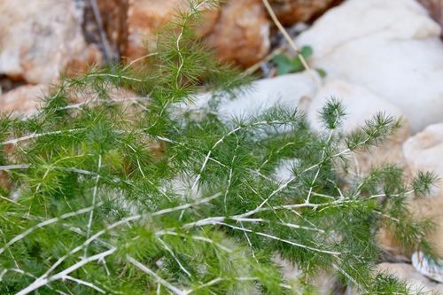 Asparagus laricinus image