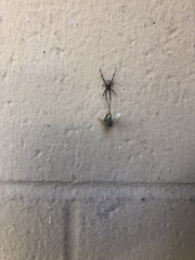 Latrodectus hesperus