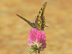 Papilio machaon