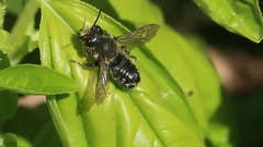 Megachile frigida