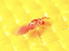 Trichogrammatidae