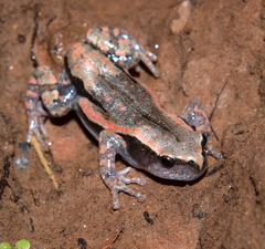 Phrynomantis bifasciatus
