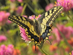 Papilio machaon