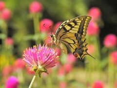 Papilio machaon