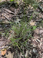 Carex argyrantha