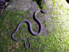 Xenodermus javanicus