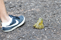 Lithobates catesbeianus