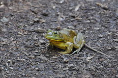Lithobates catesbeianus