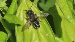 Megachile frigida