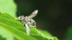 Megachile frigida
