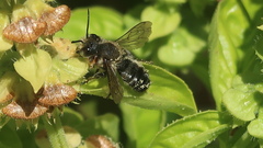 Megachile frigida
