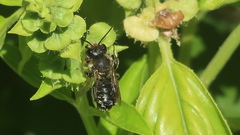 Megachile frigida