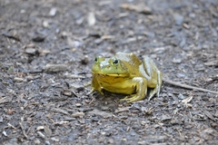 Lithobates catesbeianus
