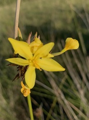 Bobartia orientalis