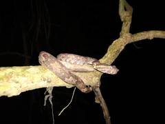 Craspedocephalus puniceus