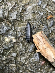 Necrophila americana