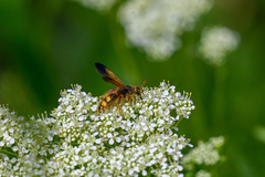 Scolia fuciformis