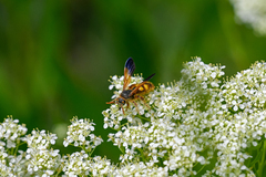 Scolia fuciformis