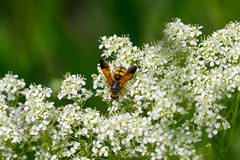Scolia fuciformis