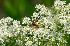 Scolia fuciformis