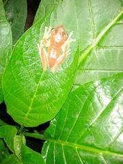 Rhacophorus margaritifer