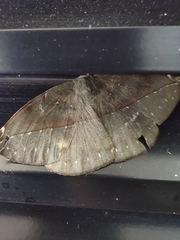 Oxydia mexicata