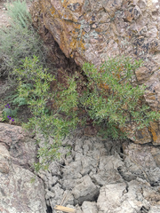 Rhamnus erythroxyloides