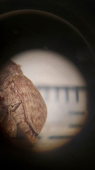 Curculio pellitus