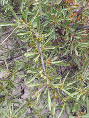 Rhamnus erythroxyloides