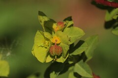 Euphorbia hirsuta