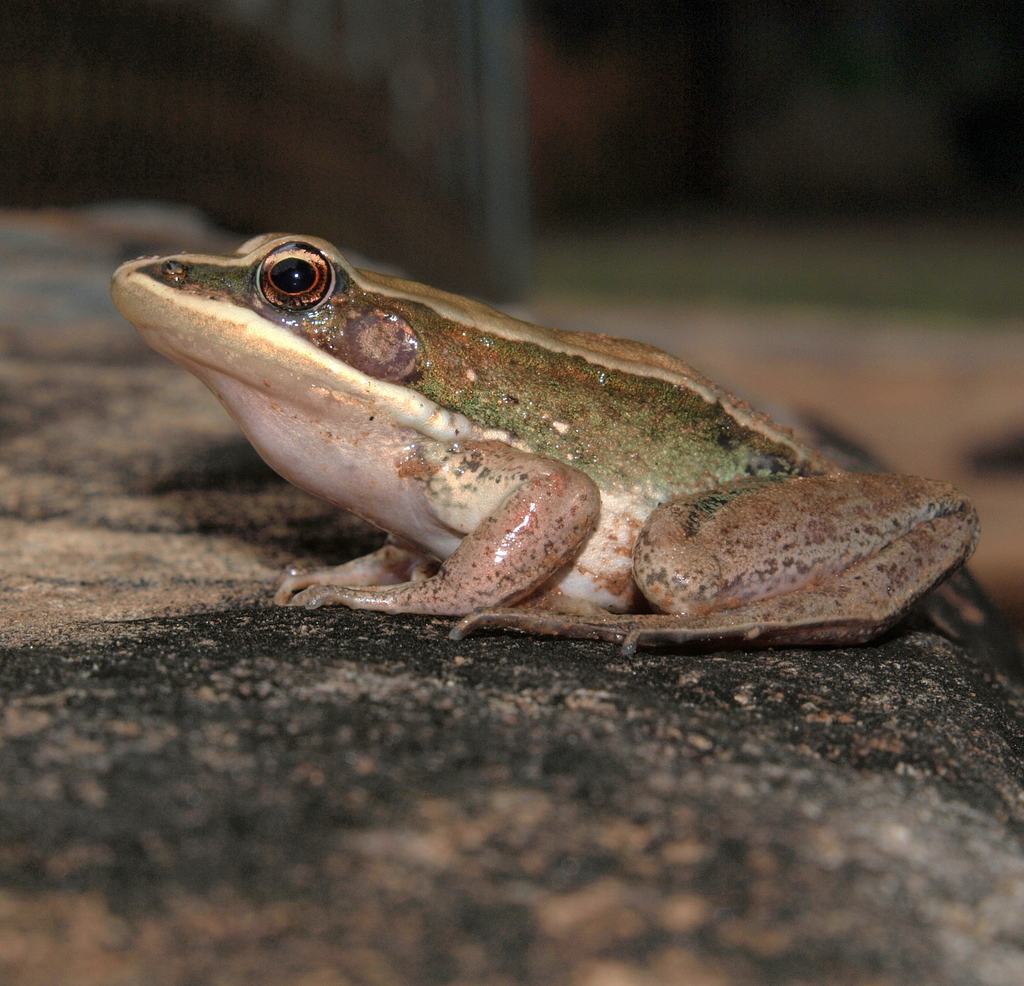 Darling's white-lipped frog (Hylarana darlingi)