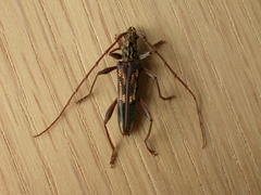 Coptocercus rubripes