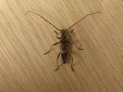 Coptocercus rubripes