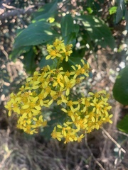 Senecio linifolius