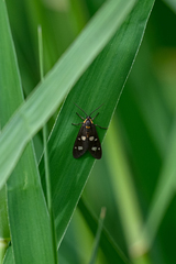 Dysauxes famula