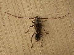 Coptocercus rubripes