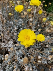 Baileya multiradiata