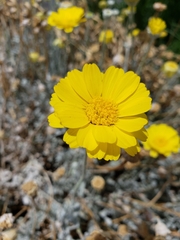 Baileya multiradiata