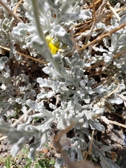 Baileya multiradiata