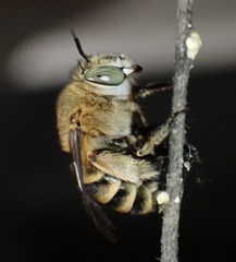 Amegilla garrula