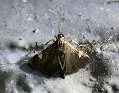 Ulopeza conigeralis