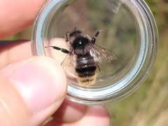 Bombus ruderarius