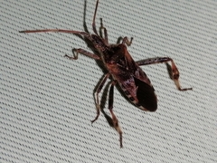 Leptoglossus occidentalis