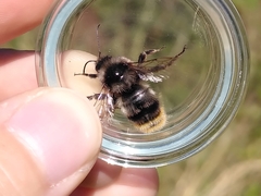 Bombus ruderarius