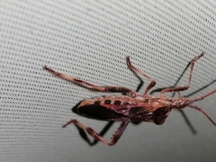 Leptoglossus occidentalis