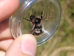 Bombus ruderarius