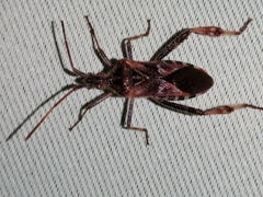 Leptoglossus occidentalis