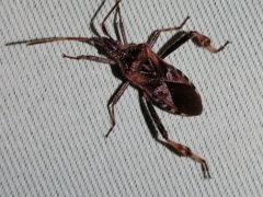 Leptoglossus occidentalis