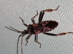Leptoglossus occidentalis
