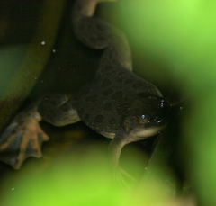 Xenopus poweri